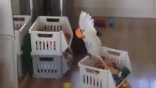 Bardağa Bağırmayı Keşfeden Papağan