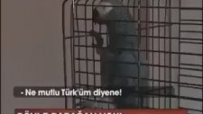 Faşist Papağan Efe