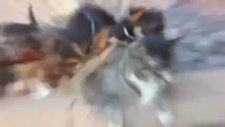 Gezi Eylemlerinde Taciz Edilen Kedi!