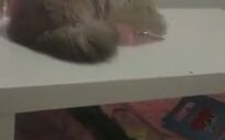 Sahibine Gözdağı Veren Sayko Kedi