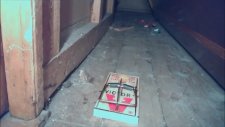 Sürpriz Finalli Paranormal Aktivite Tadında Fare Tuzağı