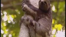 Tembelhayvan'ı Avlayan Şerrrefsiz Puma