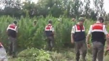 Esrar Tarlasında Göz Hakkı