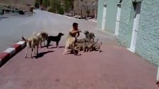 Türk Askerinin Köpek Sevgisi - Hudut Karakolu