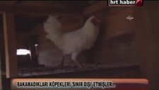 Bakamadıkları Köpekleri Sınırdışı Etmek
