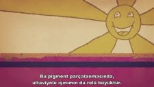 Dövme Nasıl Kalıcı Oluyor?