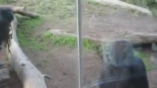 Dünyanın En İğrenç Hayvanı (+18 Kusturucu)