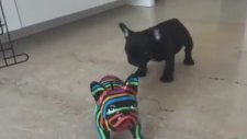 Oyuncak Köpeğe Atarlanan Köpek