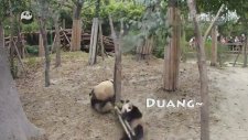 Röntcü Pandanın Hazin Sonu