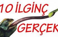 Hayvanlar Hakkında Bilinmeyen 10 İlginç Gerçek