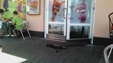 McDonald's Önünde Umarsızca Yatan Kedi