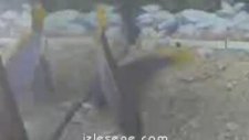 balıkların çiftleşme sahneleri