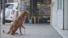 Adam ve Köpek