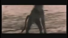 Babunu Kandırıp Su Bulmak - Afrika