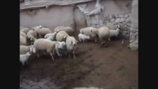 Koyunların Yavru Kuzularına Kavuşma Anı