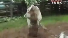 Veterineri Nakavt Eden İnek