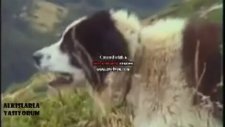 Sürüye Saldıran Ayı ve Kahraman Karpat Çoban Köpekleri