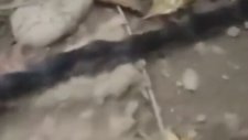 Rusya'da Yeni Mutasyon Yaratık Fare+Kırk Ayak