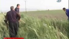 İnek Operasyonu - Kahramanmaraş