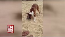 Limon yalayan köpeğin komik halleri