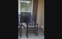 Sallanan Sandalyeye Bayılan Köpek