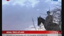 Atların Atası Ahal Teke