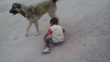 Çocukla Çocuk Olan Kavgacı Kangal