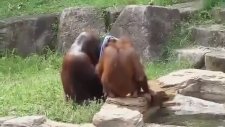 Sıcaktan Bunalan Orangutanın Serinleme Yöntemi