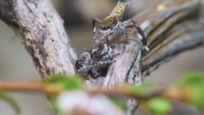 Tavus Örümceği Peacock Spider 2 (Mutlu son içerir)