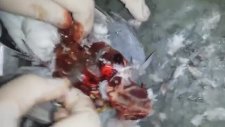 Güvercin Parçalayan Liseliler