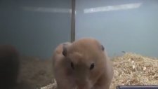 Koca Mısırı Bi Hamlede Yiyen? Hamster