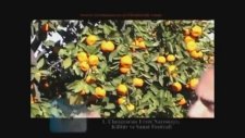Erzinli Eşe Dezze