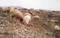 Niğde Narder