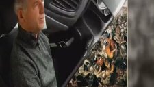 Hey Taksi - Priştine