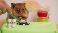 Gezegenin En Hızlı Sosisli Yiyen Hamsteri vs En Hızlı Sosisli Yiyen Adamı