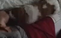 Uyurken Kızı Mundar Eden Köpek