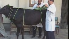 Rueff Tekniği İle Kazasız Kurban Kesimi