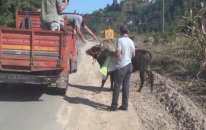 Kaçan kurbanlık bir kişiyi hastanelik etti