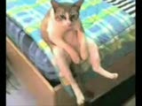 efkarli kedi