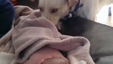 Uyuyan Bebeğin Üstünü Örten Köpek