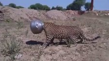 Başını Çömleğe Sıkıştıran Leopar