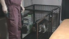 Köpek Eğitimi - Kafese Alıştırma