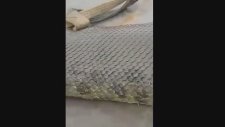 Dünyanın En Büyük Yılanı