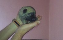 Satılık Belçika Malinois Yavruları