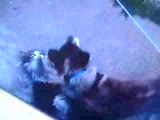 köpek-kedi kardeşliği2