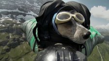 Wingsuit atlayışını yapan dünyanın ilk köpeği