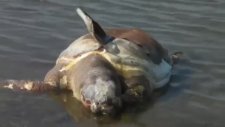 Balıkesir'de Caretta Caretta'yı Kurşunladılar