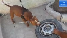 Pitbullun Çene Gücünü Araba Tekerleği Karşısında Test Eden Adamlar
