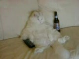 bu kedi çok efkarlı :)