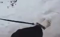 Bıçaklı, Silahlı, Köpekli Kız Kavgası (Bol Küfür İçerir)